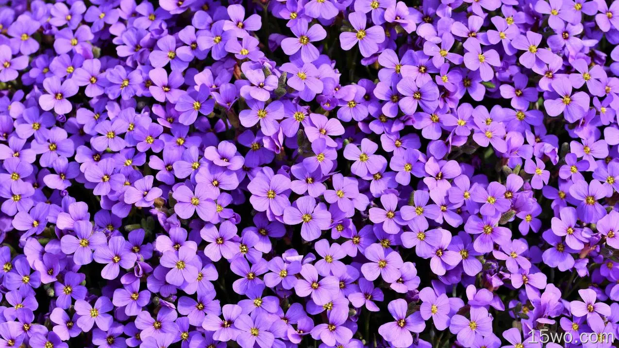 紫色花朵背景5k