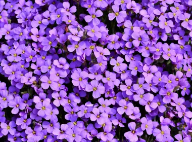 紫色花朵背景5k 6000x3375