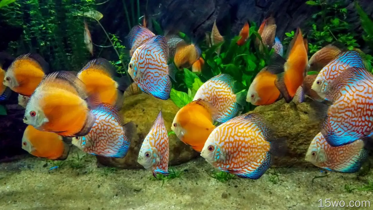 动物 鱼 Tropical Fish 高清壁纸