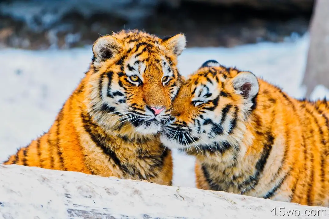 西伯利亚虎，雪，家庭，可爱，爱的关系