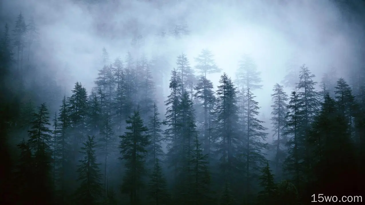 森林 迷雾 清晨 幽静 静寂