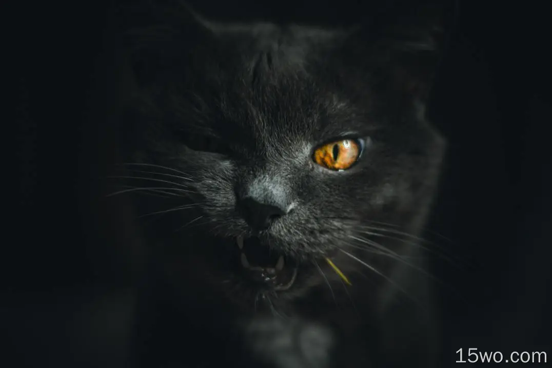 愤怒的猫，可爱的，橙色的眼睛