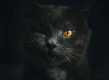 愤怒的猫，可爱的，橙色的眼睛 5379x3586