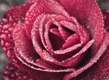自然 玫瑰 花卉 花 Red Rose 高清壁纸 3840x2160