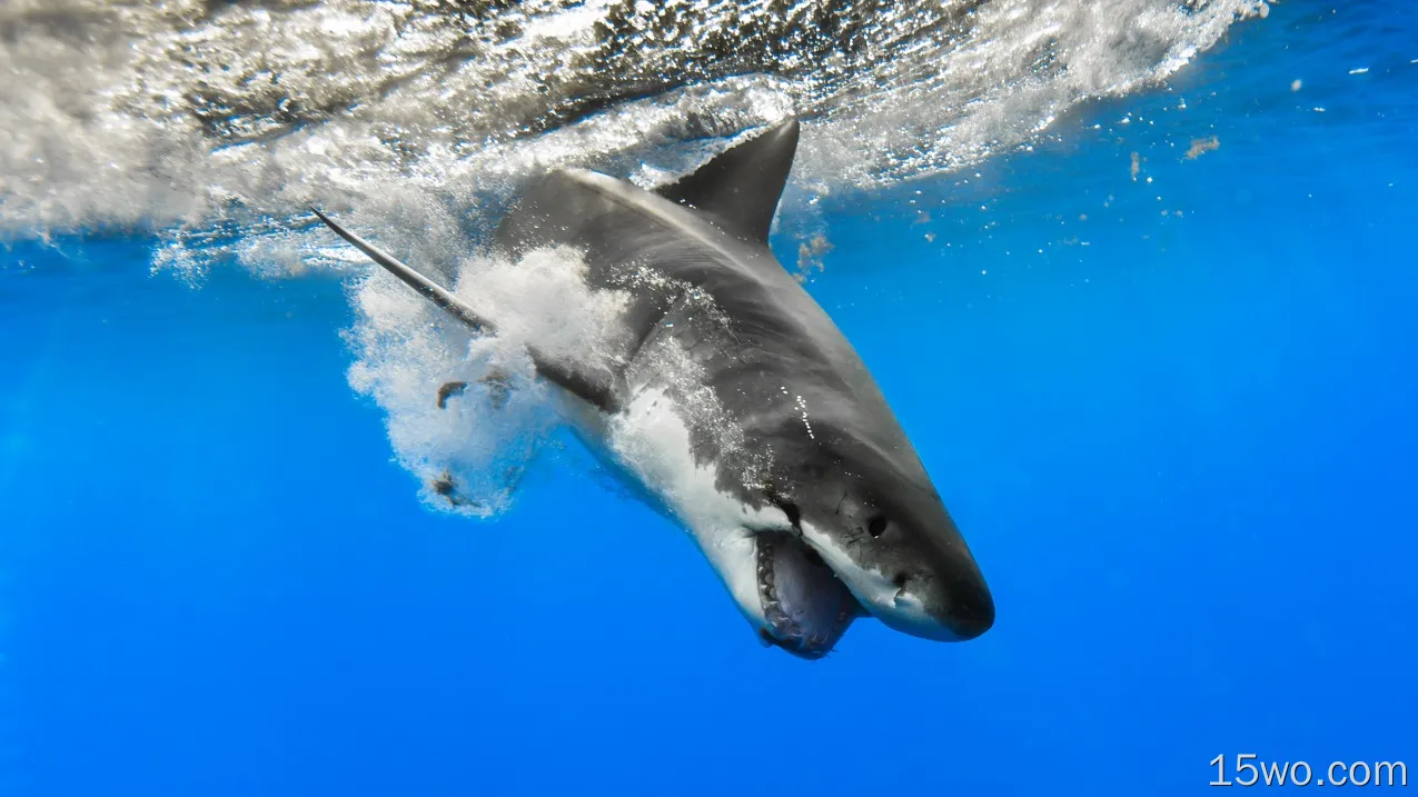 动物 Great White Shark 鲨 鲨鱼 高清壁纸
