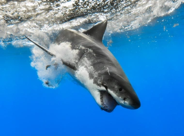 动物 Great White Shark 鲨 鲨鱼 高清壁纸 3840x2160