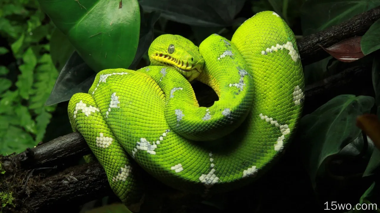 动物 蟒蛇 爬行动物 蛇 Tree Python 绿色 高清壁纸