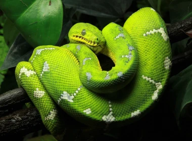 动物 蟒蛇 爬行动物 蛇 Tree Python 绿色 高清壁纸 3840x2160
