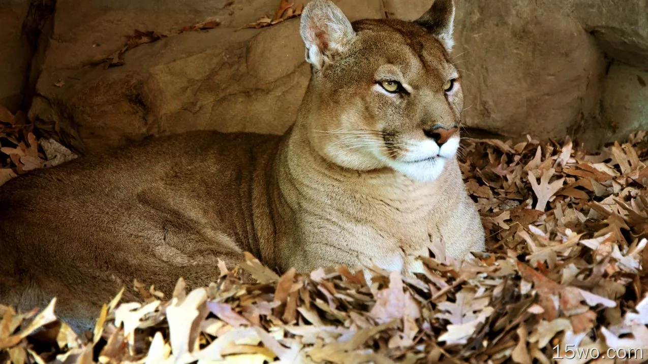 动物 美洲狮 猫 Resting Big Cat 高清壁纸