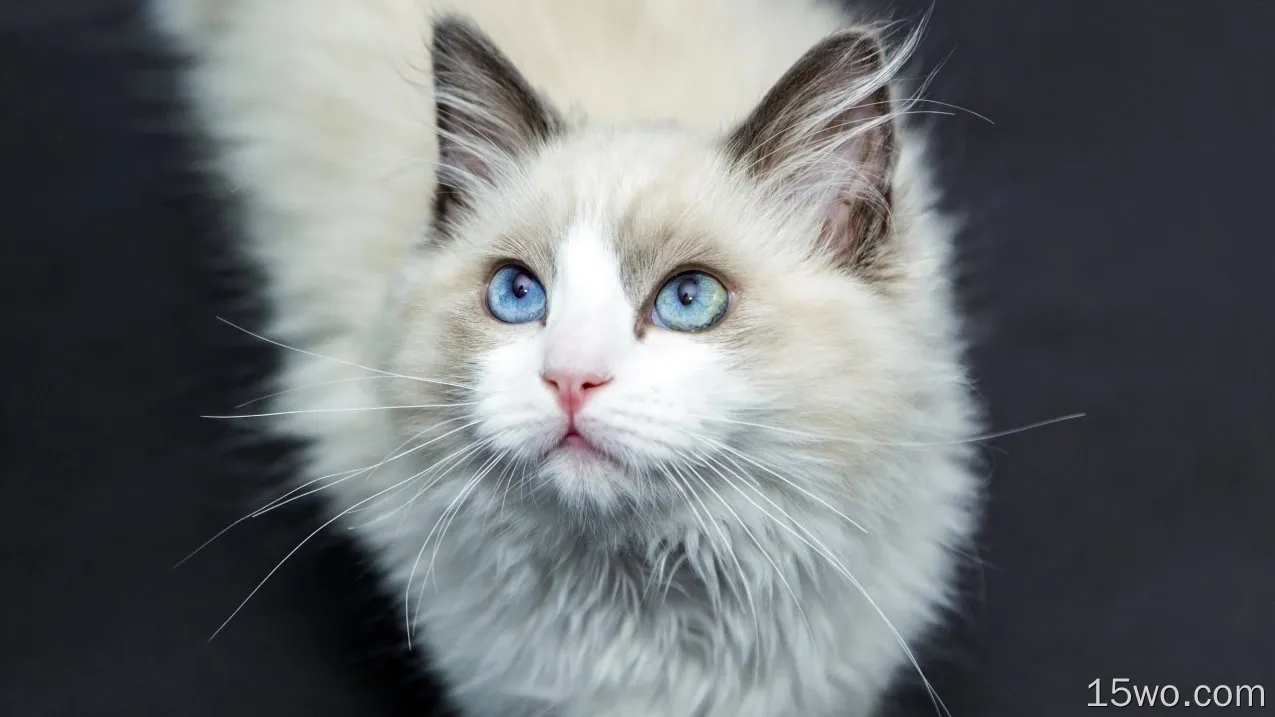 动物 猫 Blue Eyes 高清壁纸