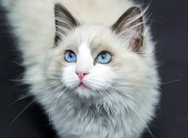 动物 猫 Blue Eyes 高清壁纸 3840x2160
