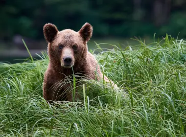 动物 熊 Grizzly Wildlife predator 草 高清壁纸 4586x3365