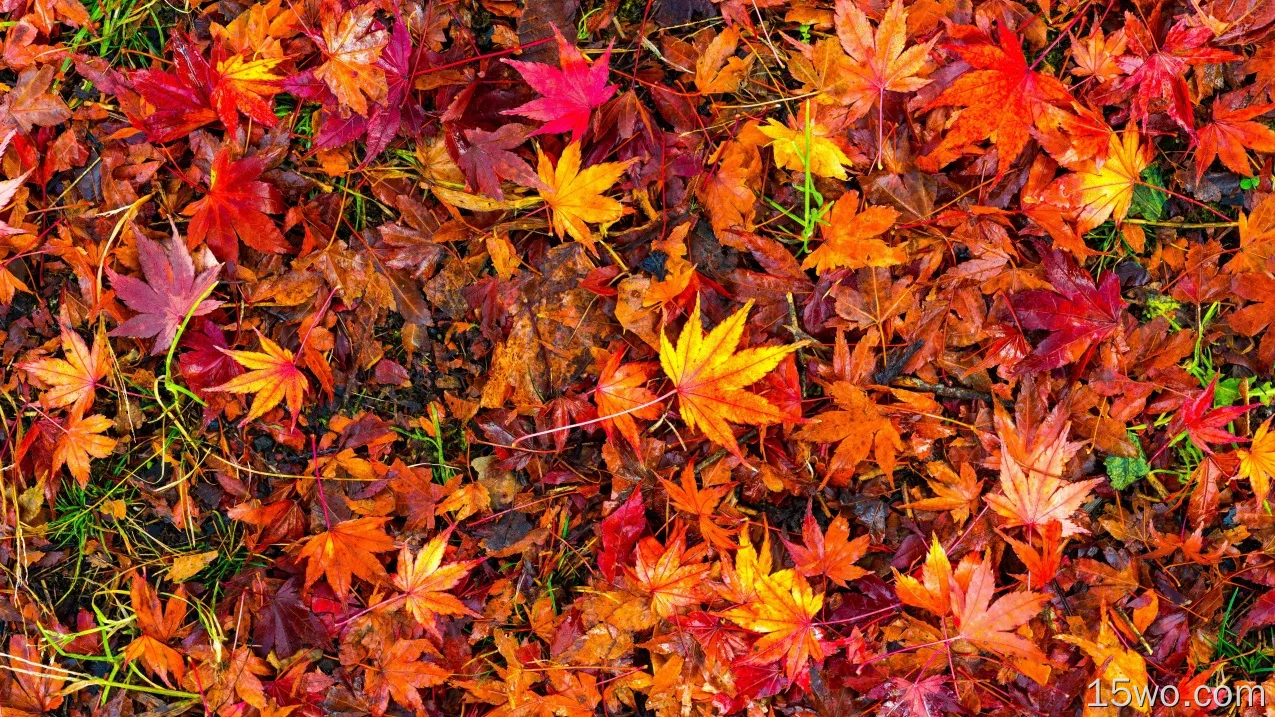 自然 叶子 秋季 Foliage 高清壁纸