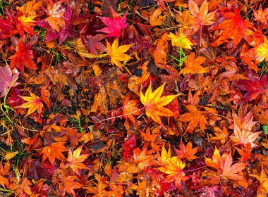 自然 叶子 秋季 Foliage 高清壁纸 5120x2880