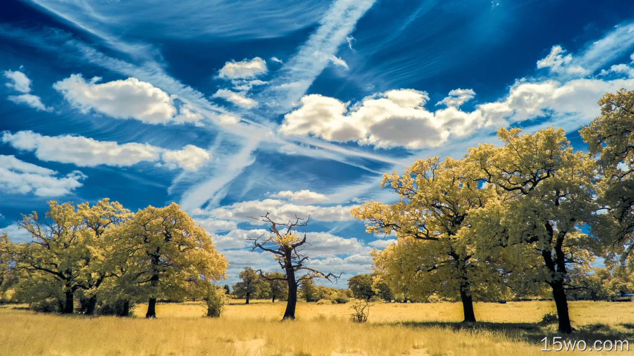 自然 风景 天空 树 云 大自然 高清壁纸