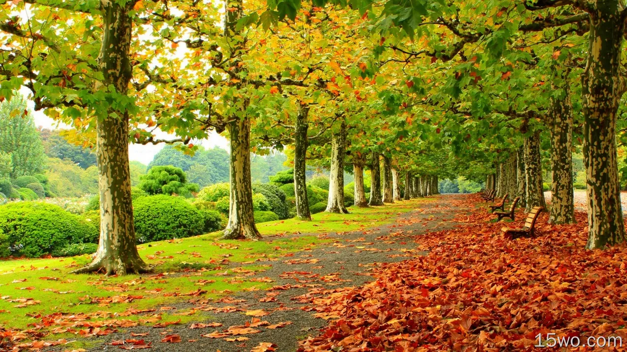 摄影 公园 秋季 叶子 长椅 Foliage 树 高清壁纸