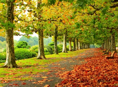 摄影 公园 秋季 叶子 长椅 Foliage 树 高清壁纸 3840x2160