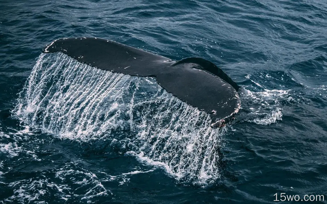 nz03鲸鱼海洋动物自然