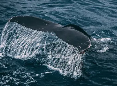 nz03鲸鱼海洋动物自然 3840x2400