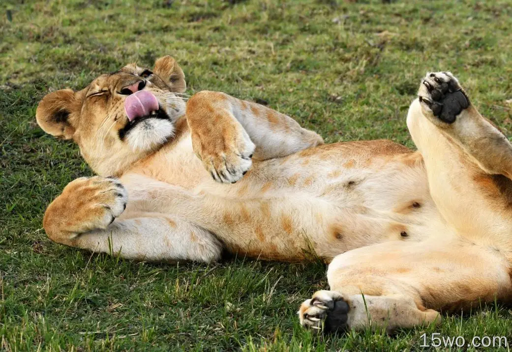 动物 狮子 猫 Lioness Wildlife Africa 高清壁纸