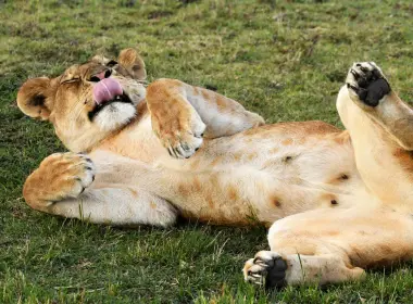 动物 狮子 猫 Lioness Wildlife Africa 高清壁纸 3784x2607