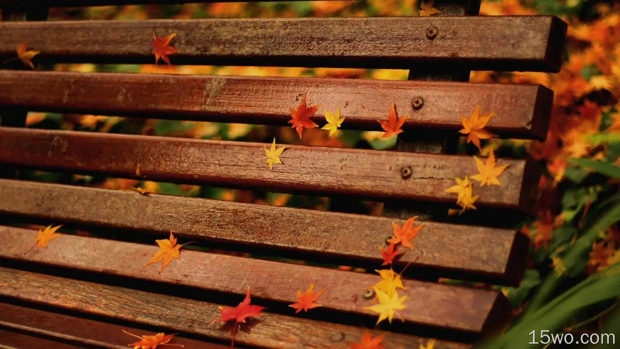 枫树，长凳，秋天，秋天，宏观