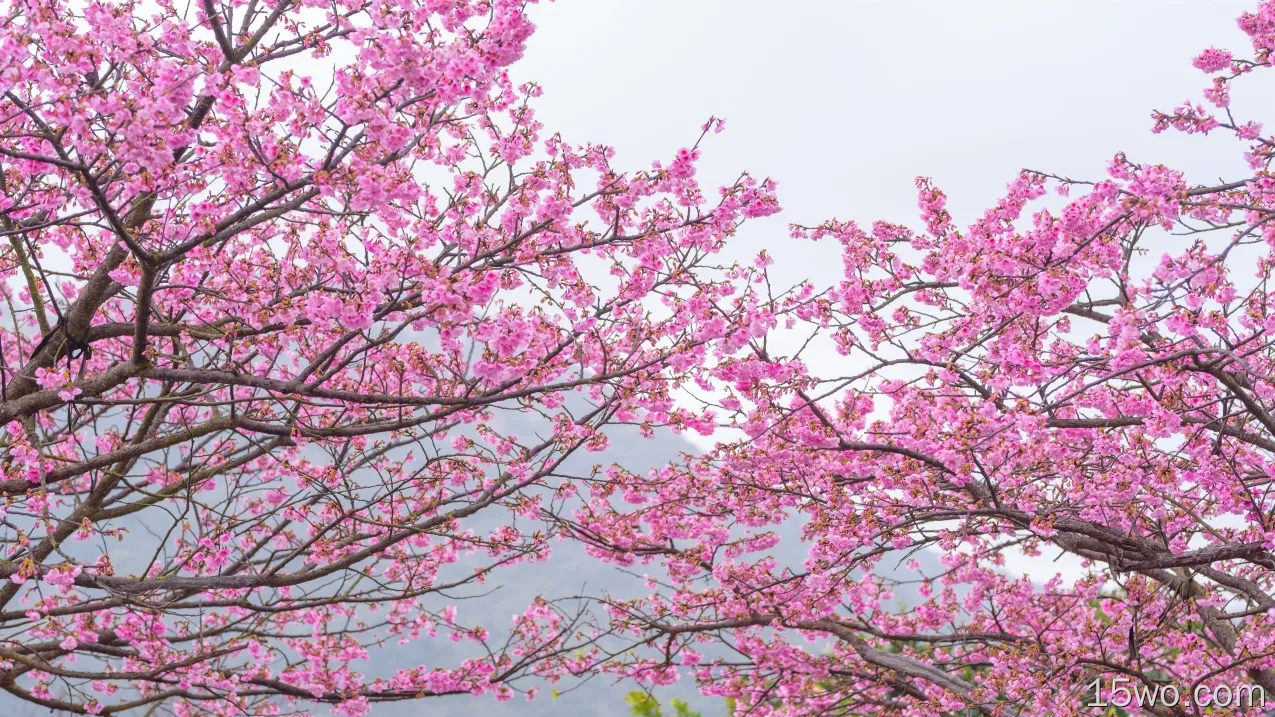 樱花树，粉红色的叶子，春天，樱花