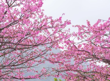 樱花树，粉红色的叶子，春天，樱花 5120x2880