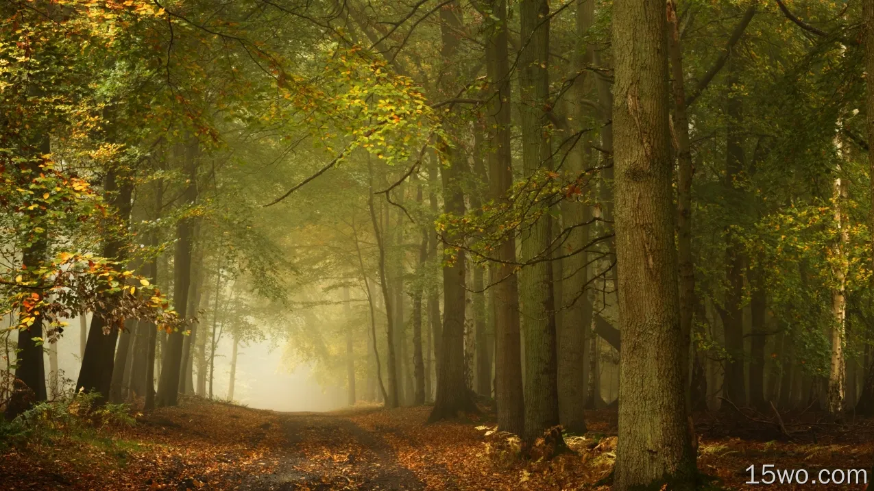 秋天，秋天，小路，雾蒙蒙的森林，树叶