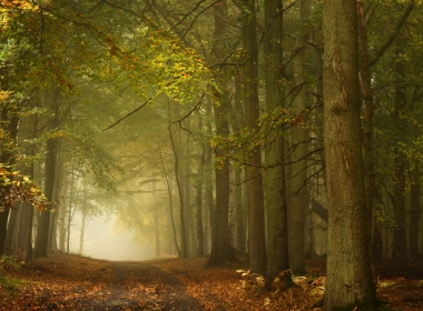 秋天，秋天，小路，雾蒙蒙的森林，树叶 5120x2880