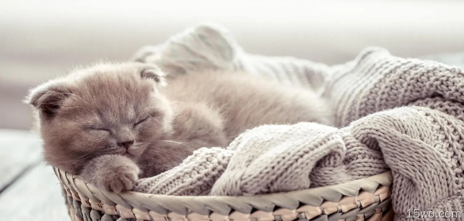 动物 猫 Kitten Baby Animal Sleeping Pet 高清壁纸