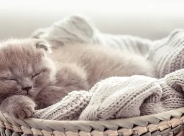 动物 猫 Kitten Baby Animal Sleeping Pet 高清壁纸 5351x2545