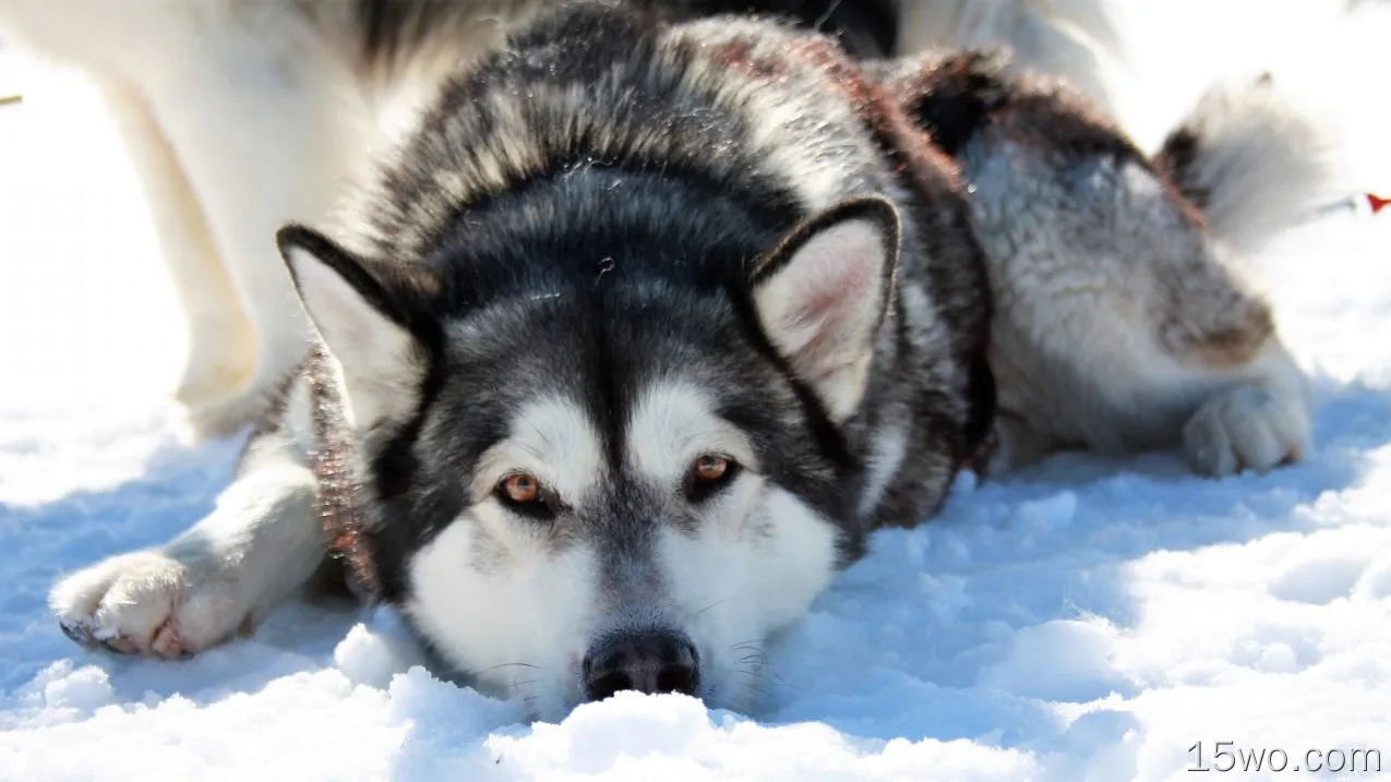 动物 哈士奇 狗 西伯利亚雪橇犬 Snow 高清壁纸