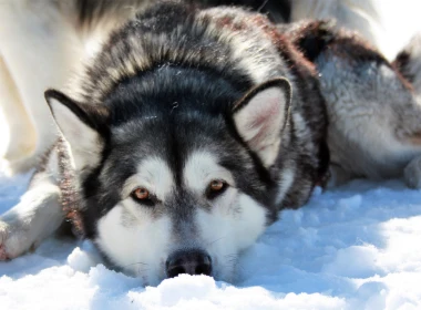 动物 哈士奇 狗 西伯利亚雪橇犬 Snow 高清壁纸 3840x2160