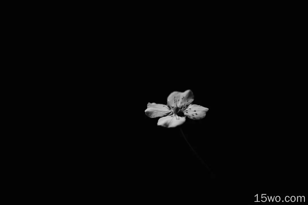 花瓣，孤独的花，单色
