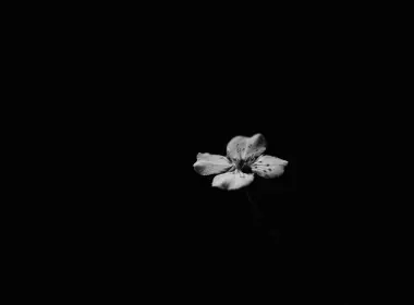 花瓣，孤独的花，单色 6000x4000