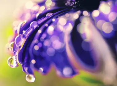 紫色花朵、露珠、巨花 2560x1600