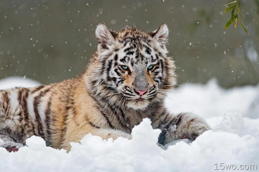 动物 白虎 猫 冬季 Snow 老虎 Big Cat Wildlife predator 高清壁纸