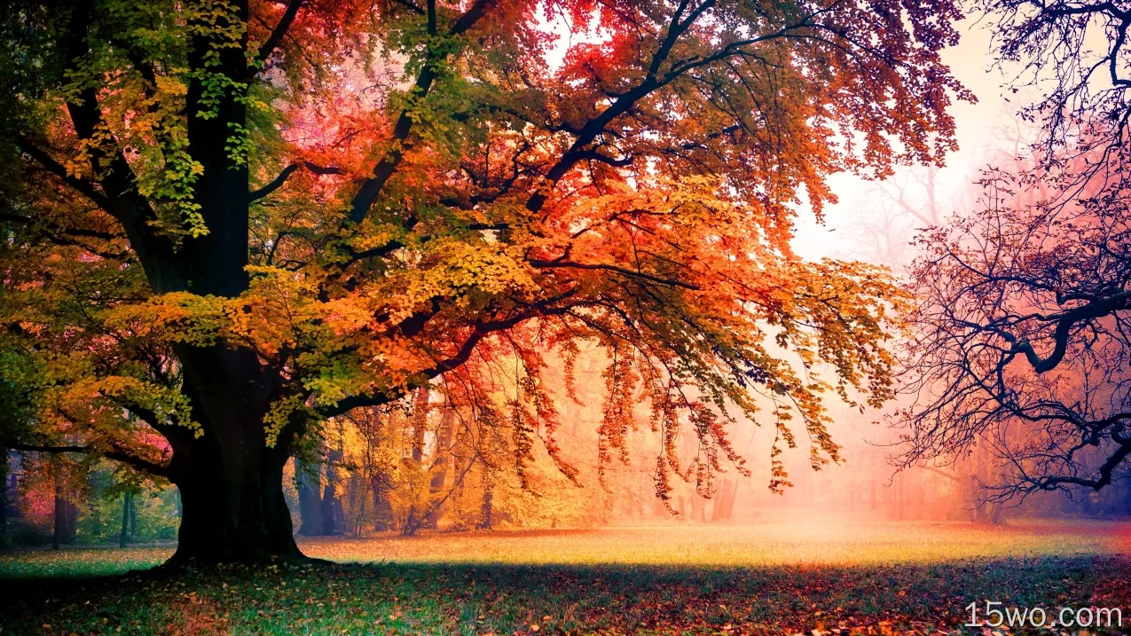 自然 树 地球 公园 雾 秋季 Foliage 高清壁纸
