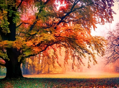 自然 树 地球 公园 雾 秋季 Foliage 高清壁纸 3840x2160