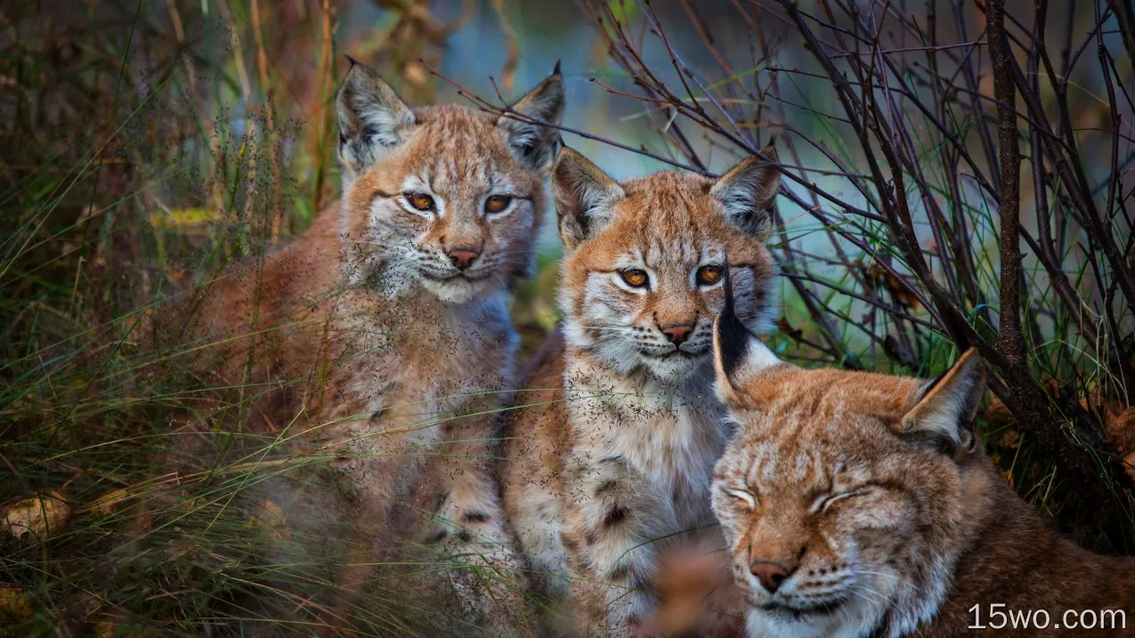 动物 猞猁 猫 Wildlife Big Cat predator Cub Baby Animal 高清壁纸