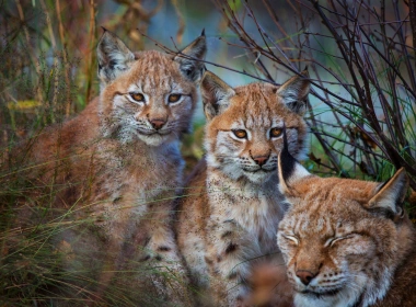 动物 猞猁 猫 Wildlife Big Cat predator Cub Baby Animal 高清壁纸 3840x2160