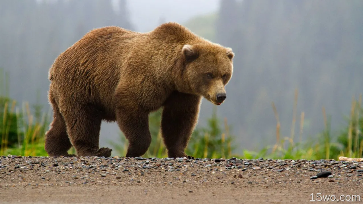 动物 熊 高清壁纸