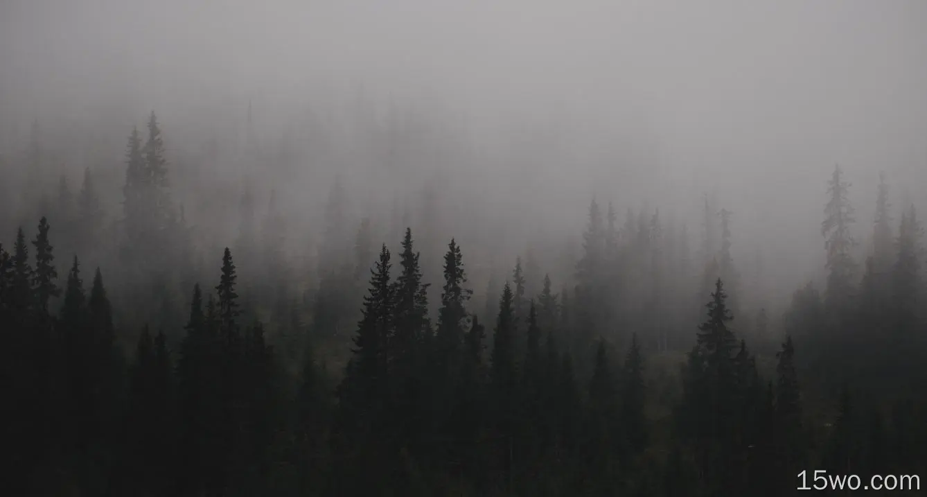 dark,gloomy,mist,trees,nature,landscape
