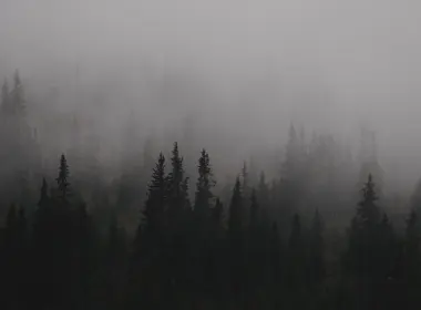 dark,gloomy,mist,trees,nature,landscape 6240x3345