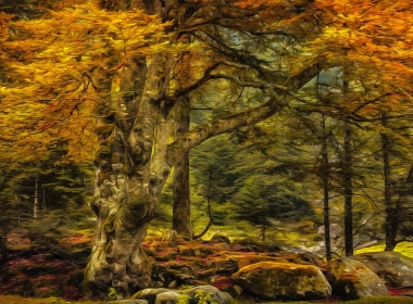 自然 树 艺术 秋季 高清壁纸 3840x2160