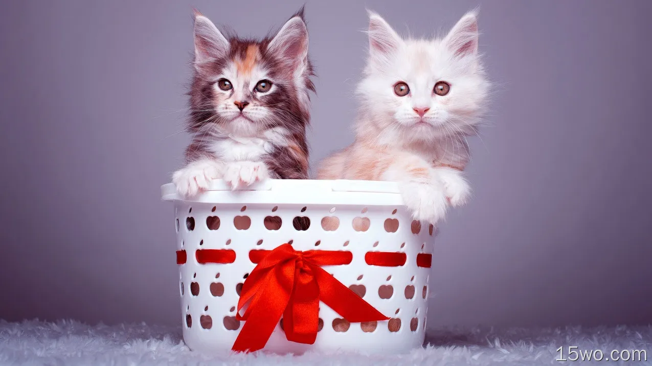 动物 猫 Pet Kitten 可爱 Baby Animal 高清壁纸