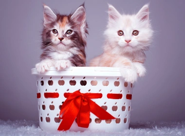 动物 猫 Pet Kitten 可爱 Baby Animal 高清壁纸 3840x2160
