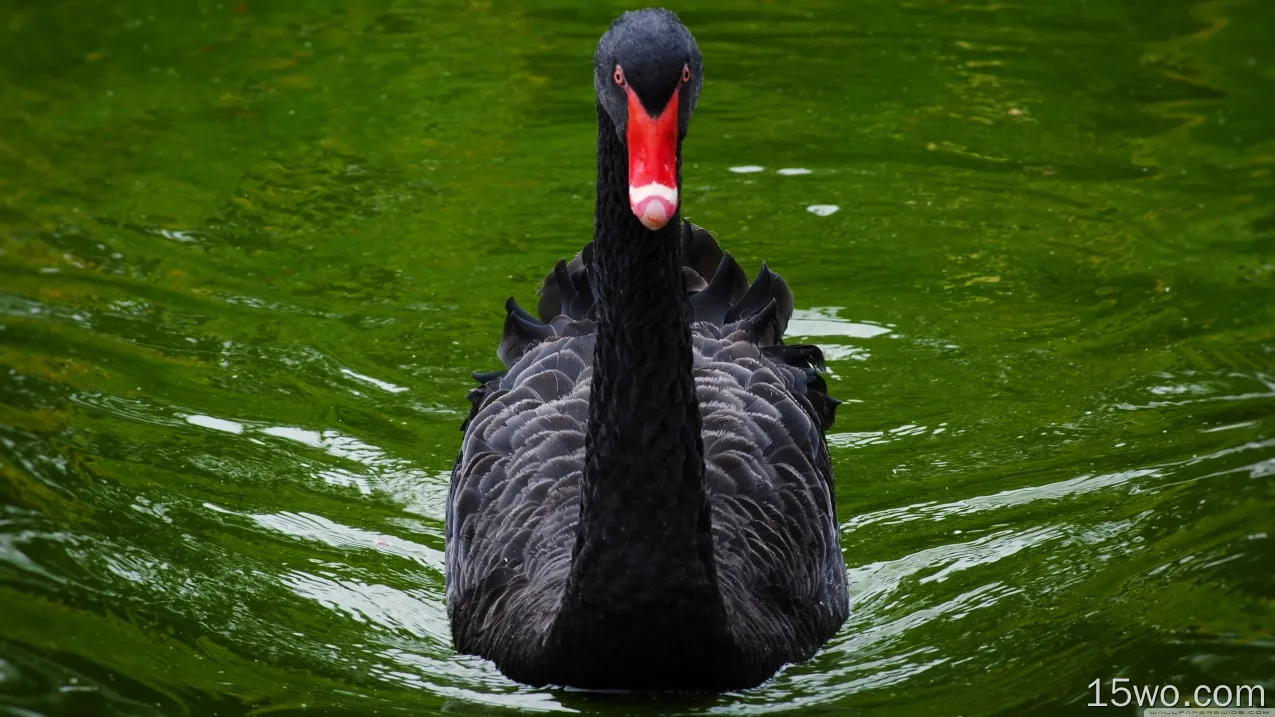 动物 Black Swan 鸟 天鹅 高清壁纸