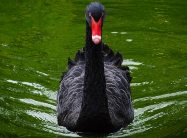 动物 Black Swan 鸟 天鹅 高清壁纸 3840x2160